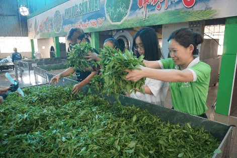 Người nông dân Hợp Tác Xã Chè La Bằng