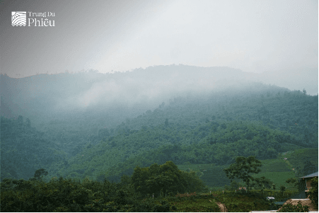 Cánh đồng chè La Bằng